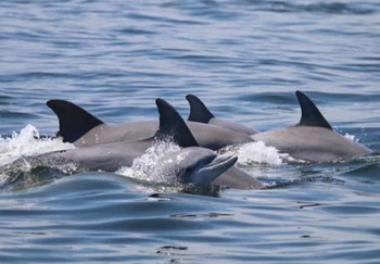 Dolphin Observation | Snorkel | Classic Cruise photo